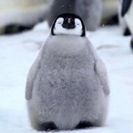 KingPenguin